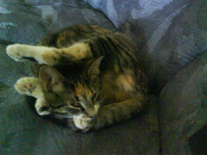 Huskat Stella billede 2