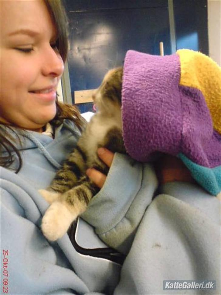 Huskat Stella billede 3