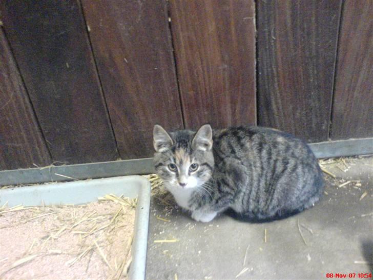 Huskat Stella billede 4