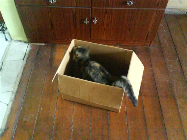 Huskat Stella - Katten i kassen :) billede 5