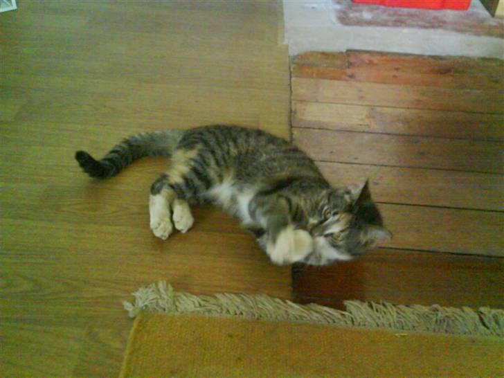 Huskat Stella billede 6