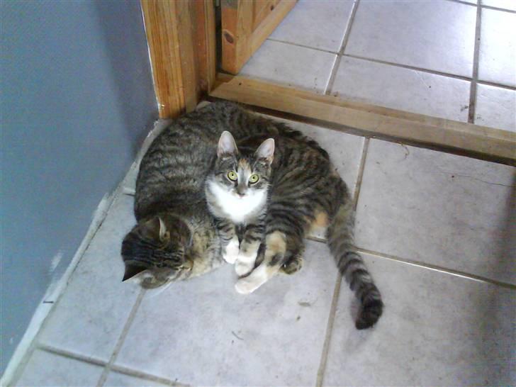 Huskat Stella billede 7