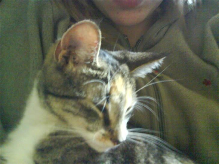 Huskat Stella billede 8