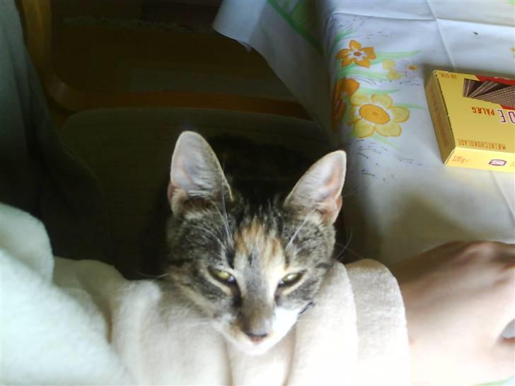 Huskat Stella billede 9