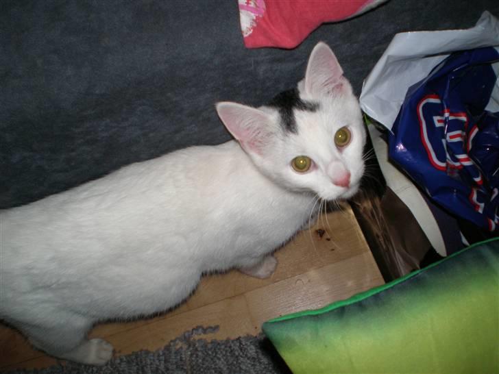 Huskat Aksel - En nysgerrig kat :-) billede 3
