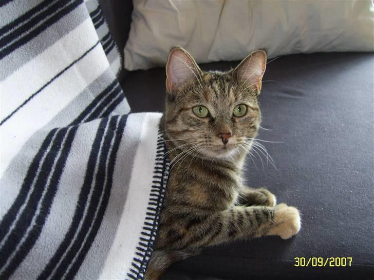 Blanding af racer Lilo - Hygger mig under tæppet på sofaen... billede 10