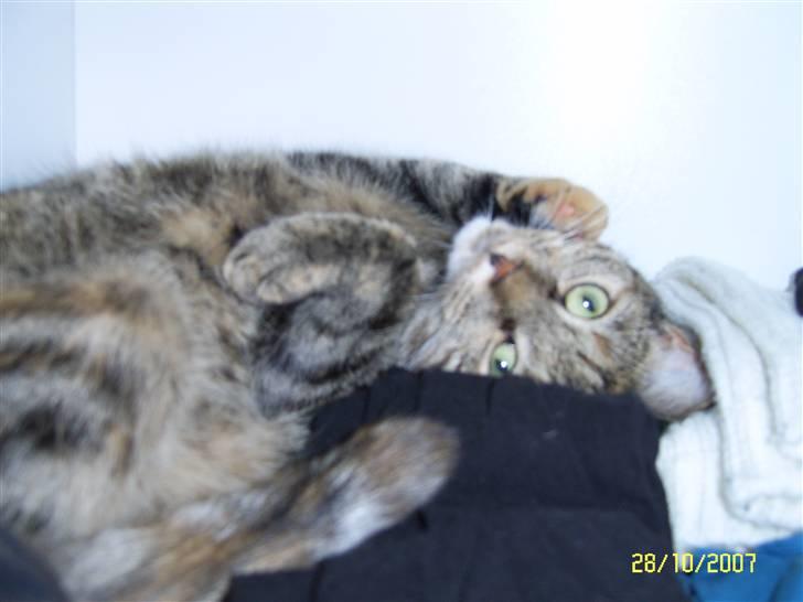 Blanding af racer Lilo - Er hoppet ind i mor´s tøjskab... troede ikke hun opdagede mig... hmm billede 11