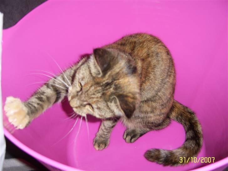 Blanding af racer Lilo - hjælper med vasketøjet.... nej det er sjovere at lege i kurven billede 12