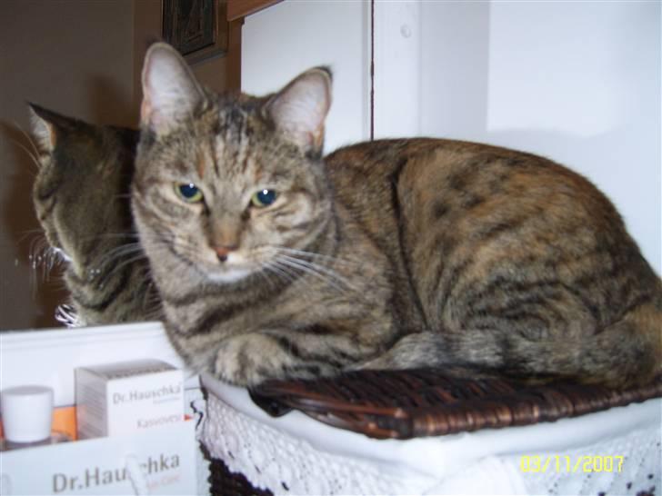 Blanding af racer Lilo - Elsker at opholde mig på badeværelset... her på kurven er der lige plads til mig. billede 13