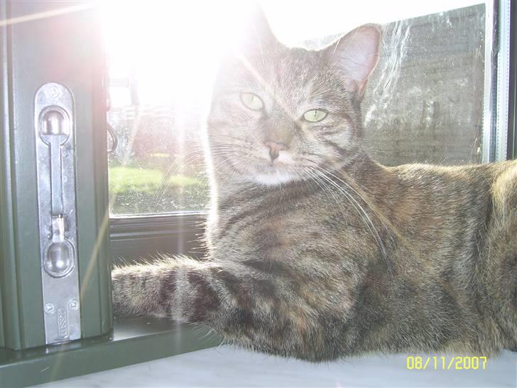 Blanding af racer Lilo - mmm, nyder efterårssolen i vendueskarmen billede 14