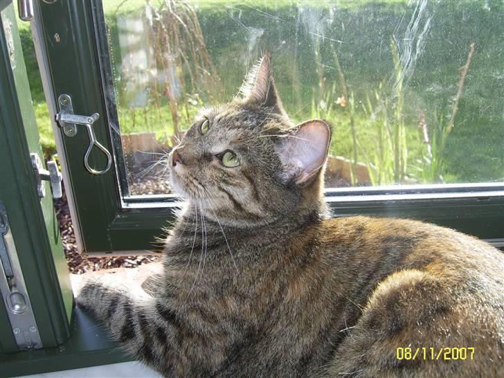 Blanding af racer Lilo - ... og den friske luft fra det åbne vindue.  billede 15