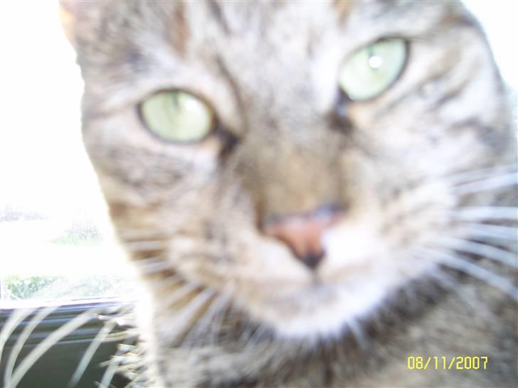 Blanding af racer Lilo - Det her er bare livet! billede 16