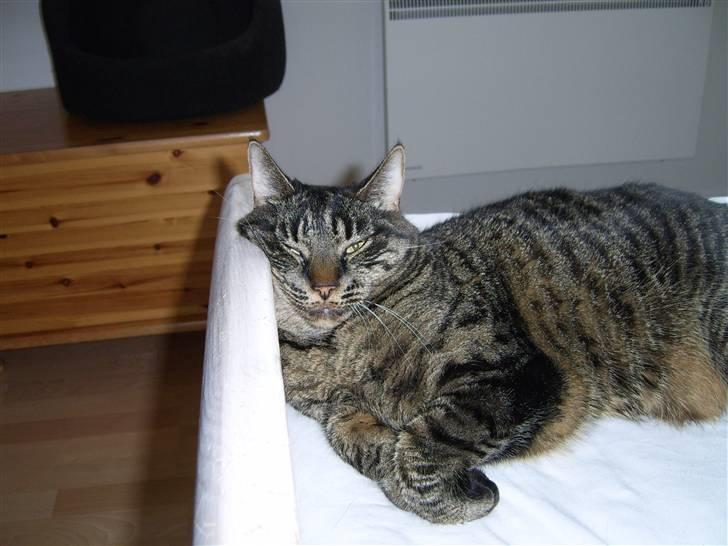 Huskat Raja - Jeg ligger godt... virkelig... billede 10