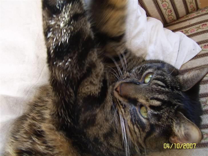 Huskat Raja - Gab, blev taget på sengen. billede 11