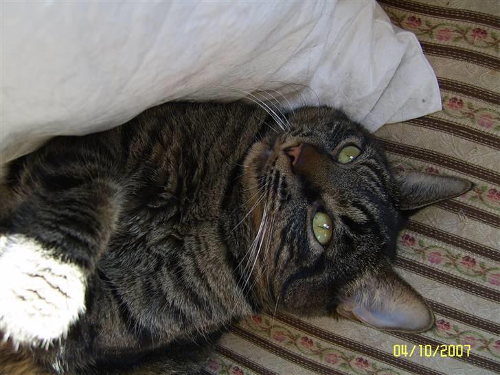 Huskat Raja - Skal lige vågne... billede 12