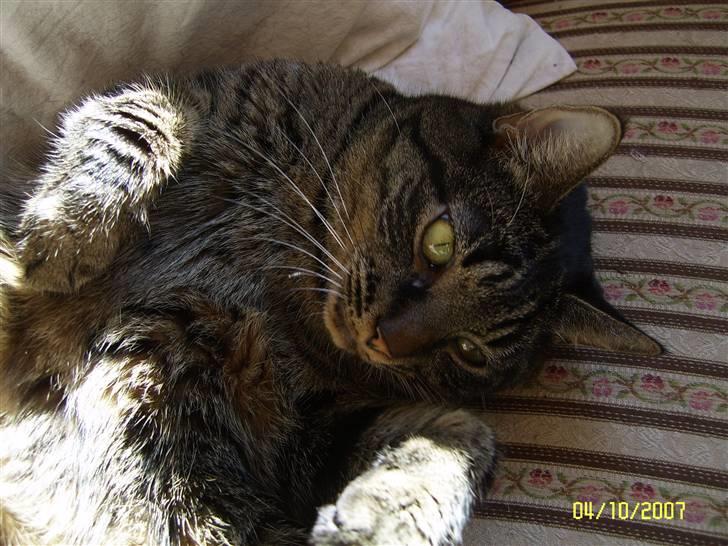 Huskat Raja - Det var godt med en lur. billede 13