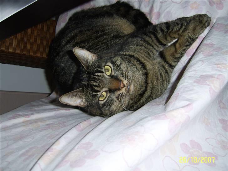 Huskat Raja - wee, rent sengetøj!! billede 14