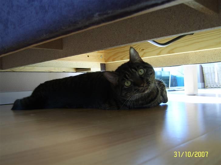 Huskat Raja - Hov, ku´ I godt finde mig her under sofaen? billede 15