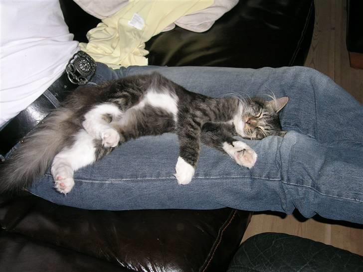 Maine Coon Duchess billede 15