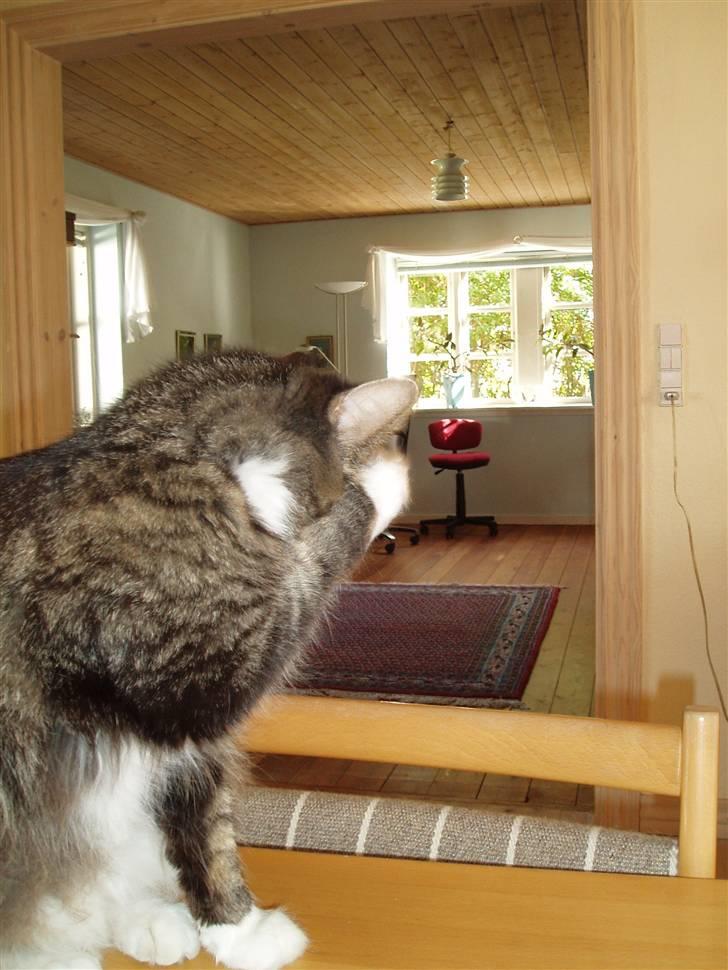 Maine Coon Duchess billede 16