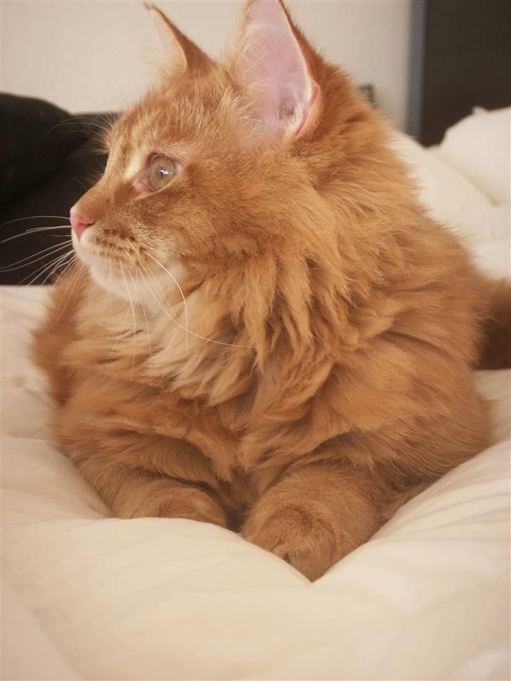 Maine Coon DK Kija Coon Aiko billede 19