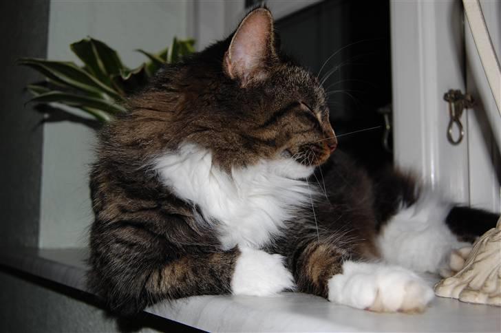 Maine Coon Duchess billede 17