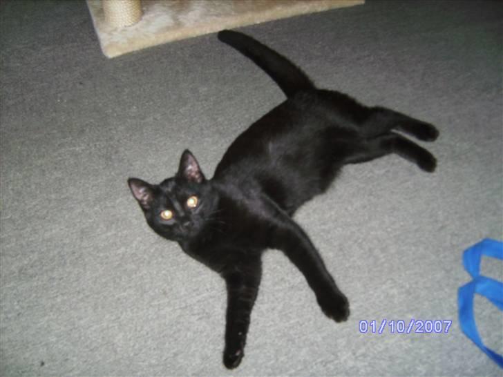 Huskat missy billede 7