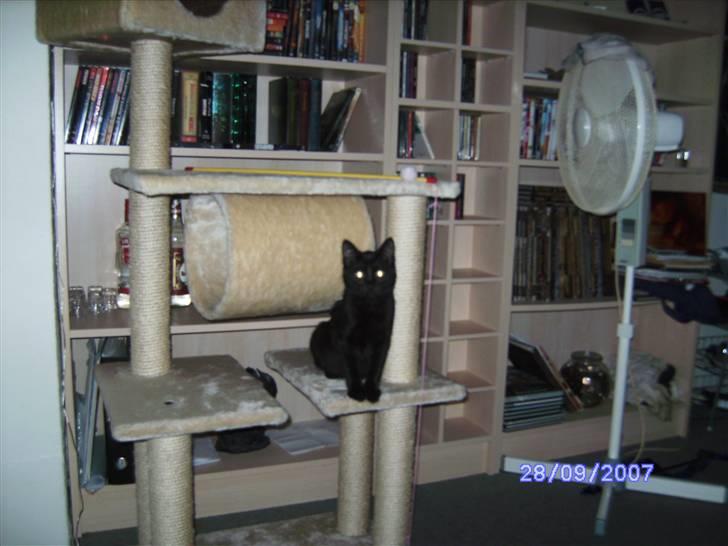 Huskat missy billede 8