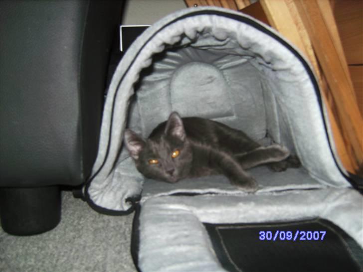 Huskat lexus billede 5