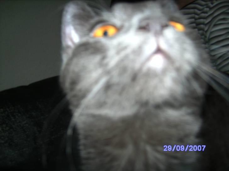 Huskat lexus billede 6