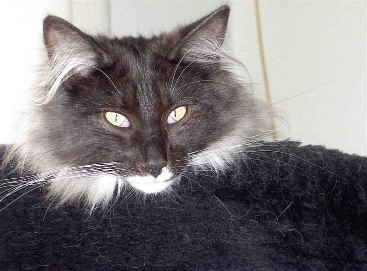 Norsk Skovkat Olfert - Jeg er da bare dejlig ikk.. billede 13