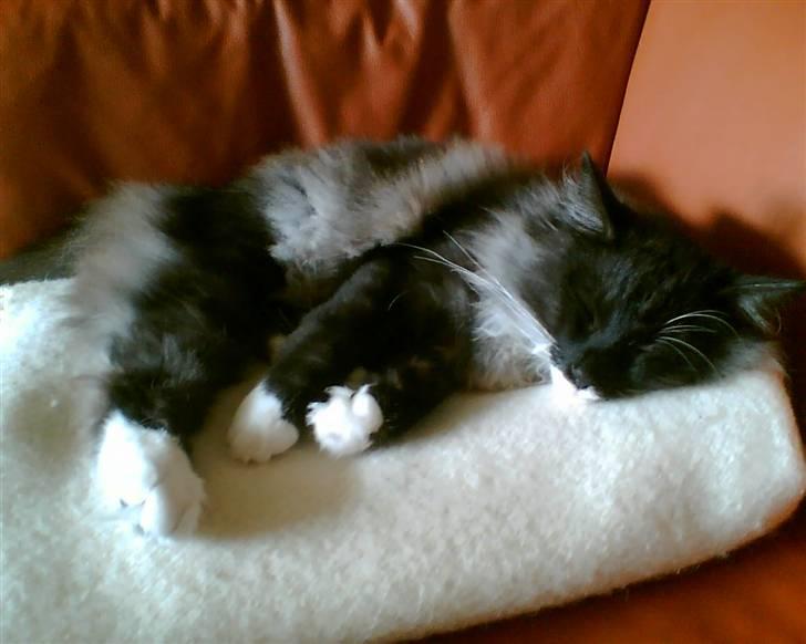 Norsk Skovkat Olfert - okay, jeg hviler mig en del.. billede 14