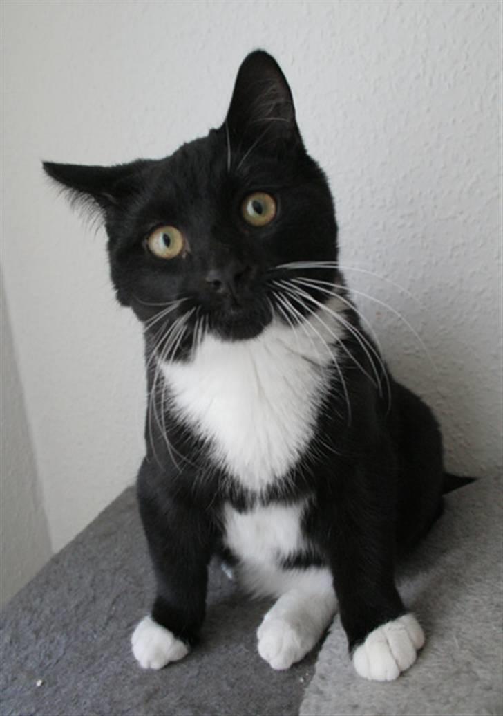 Blanding af racer Zeus[Solgt] billede 1