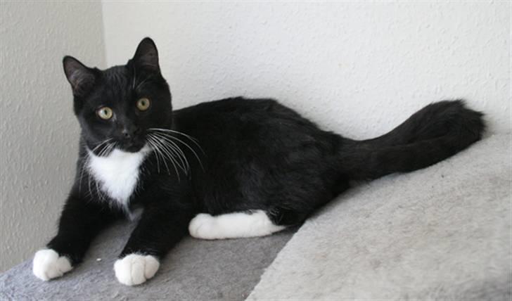 Blanding af racer Zeus[Solgt] billede 2