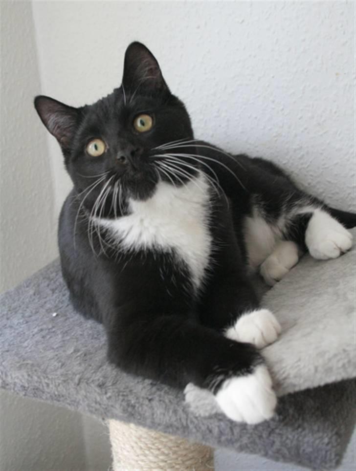 Blanding af racer Zeus[Solgt] billede 3