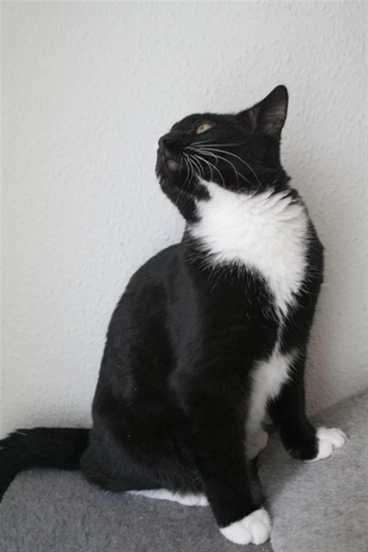 Blanding af racer Zeus[Solgt] billede 4