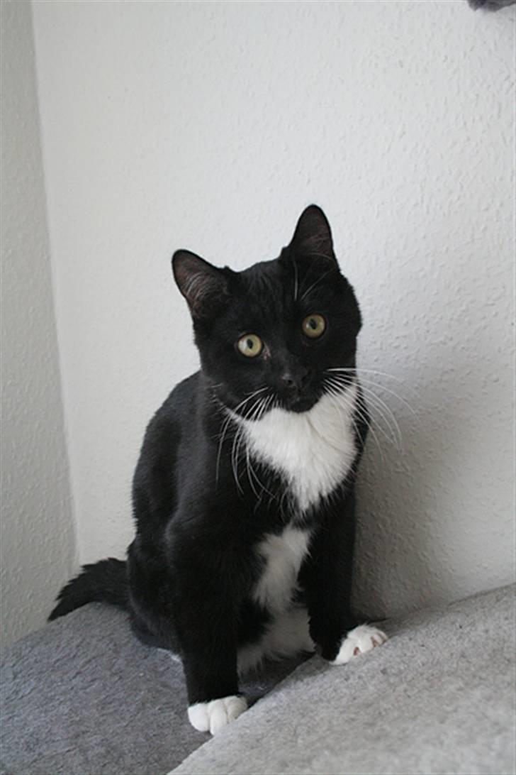 Blanding af racer Zeus[Solgt] billede 5