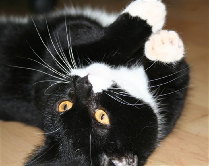 Blanding af racer Dixie billede 1