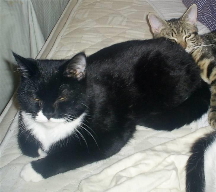 Blanding af racer Dixie billede 2