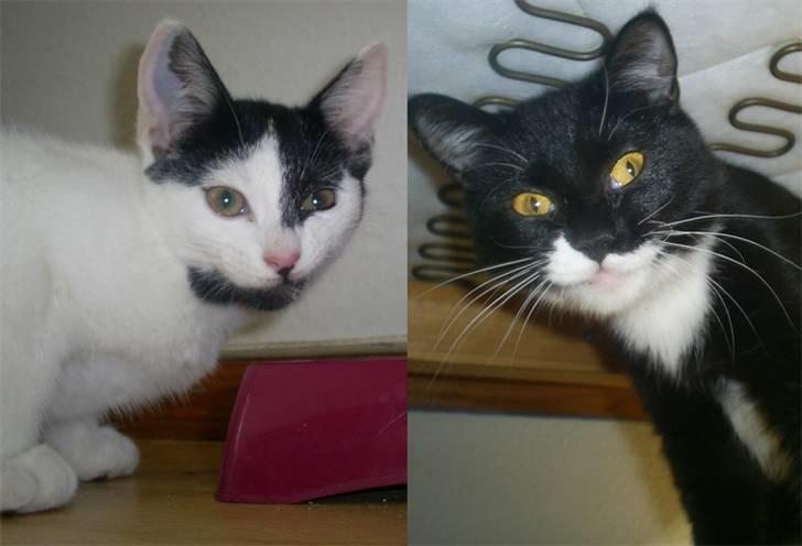 Blanding af racer Dixie - Grimasser billede 4