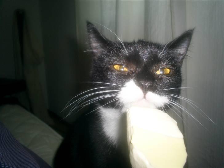 Blanding af racer Dixie - Mmh is smager godt billede 5