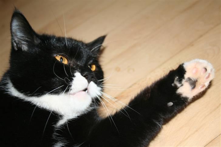 Blanding af racer Dixie - I løbetid på fuld tryg, hun er nærmest i trance billede 6