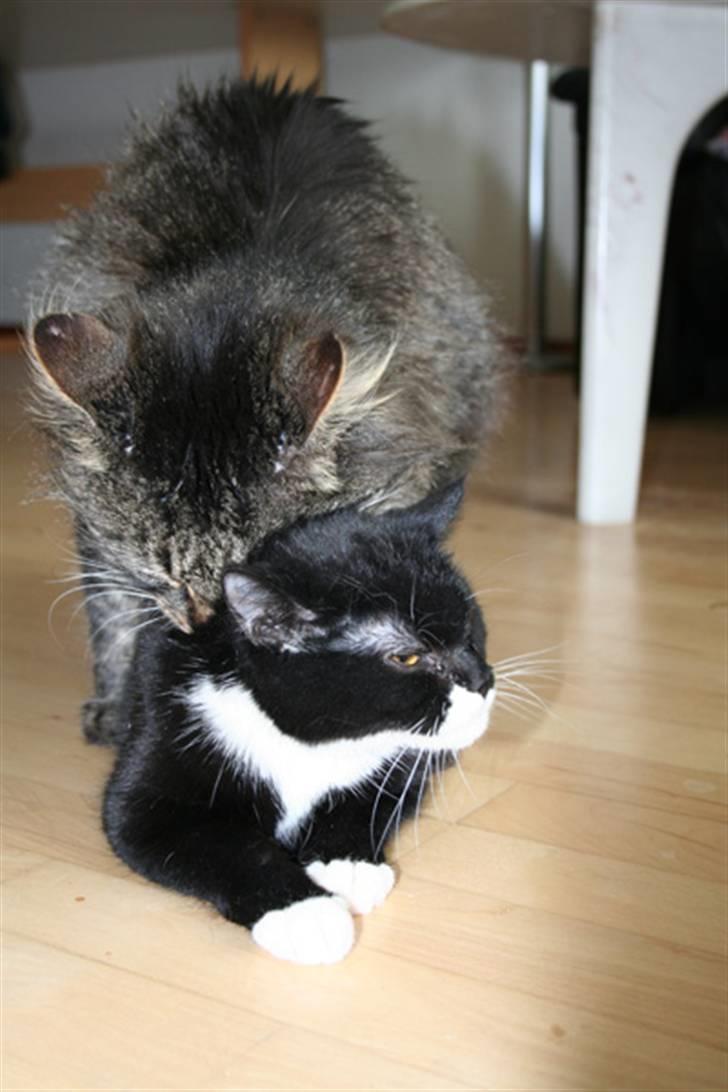 Blanding af racer Dixie - Da hende og Frede Fup startede produktionen af Sille, Zeus og Simba billede 7