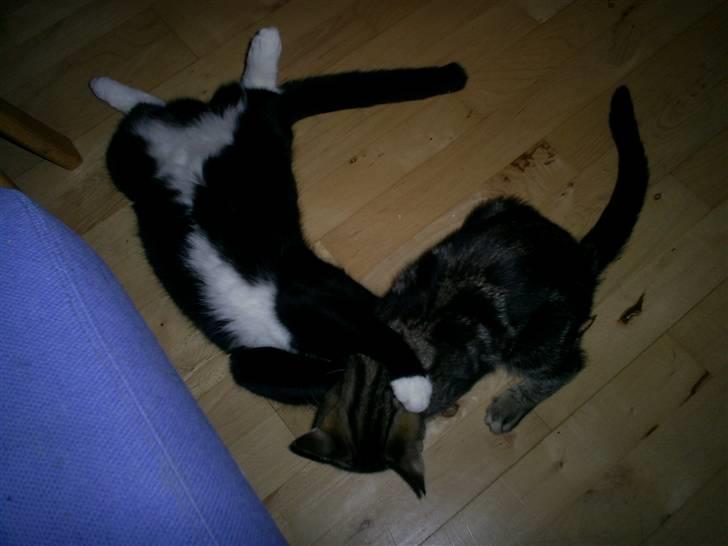 Blanding af racer Dixie - Slås lidt med Cindy billede 8