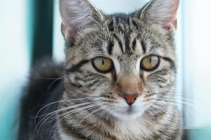 Blanding af racer Cindy[Solgt] billede 1