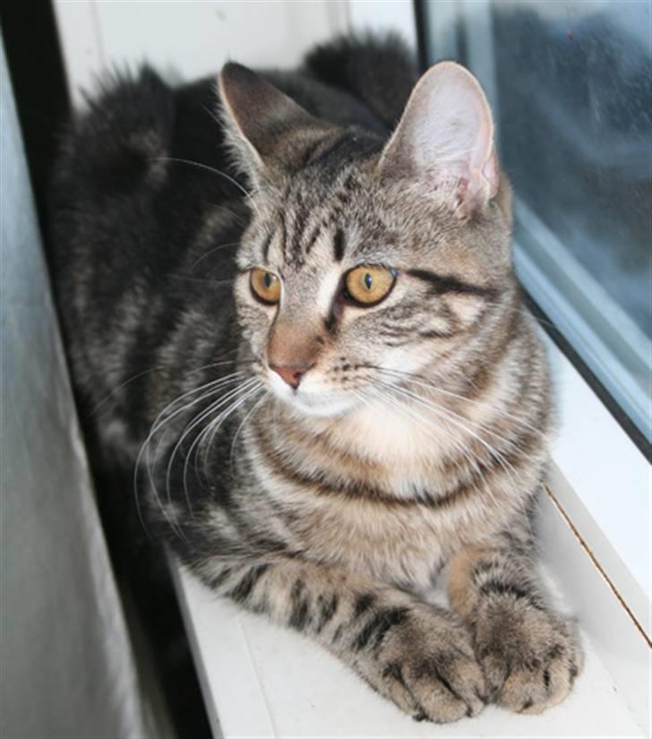 Blanding af racer Cindy[Solgt] billede 2