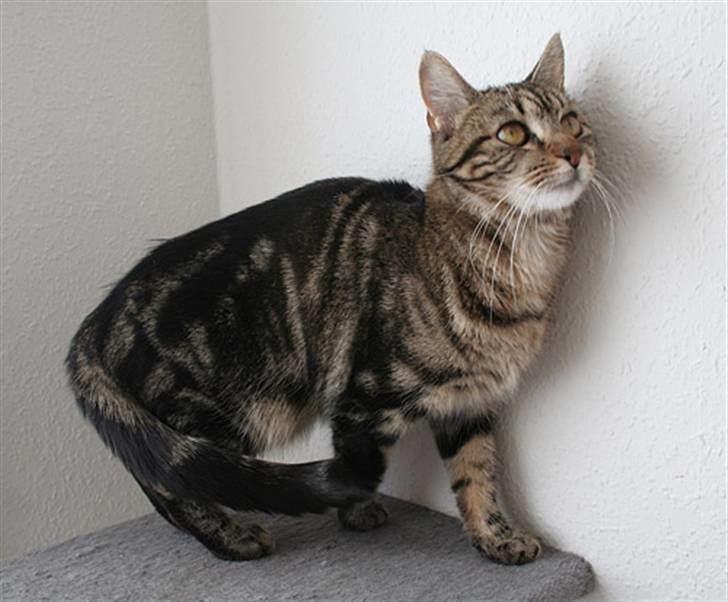 Blanding af racer Cindy[Solgt] billede 3