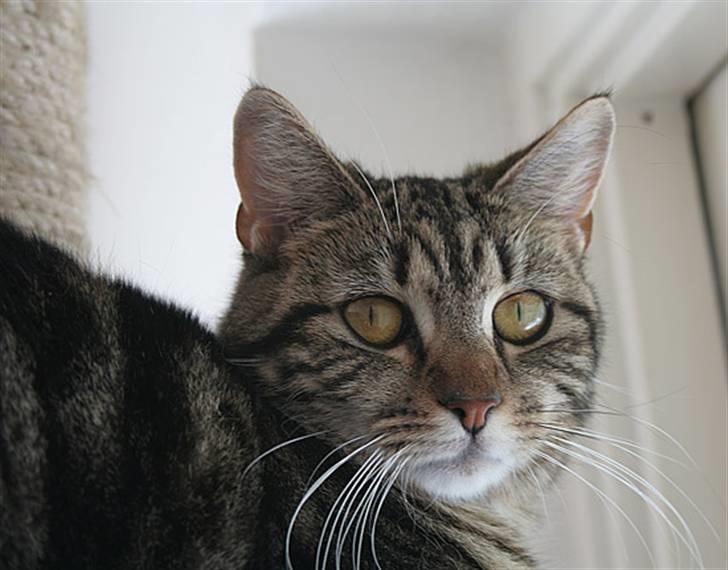 Blanding af racer Cindy[Solgt] billede 4