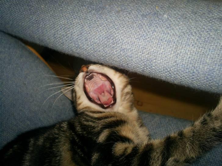 Blanding af racer Cindy[Solgt] - Hvor er du bare trættende billede 5