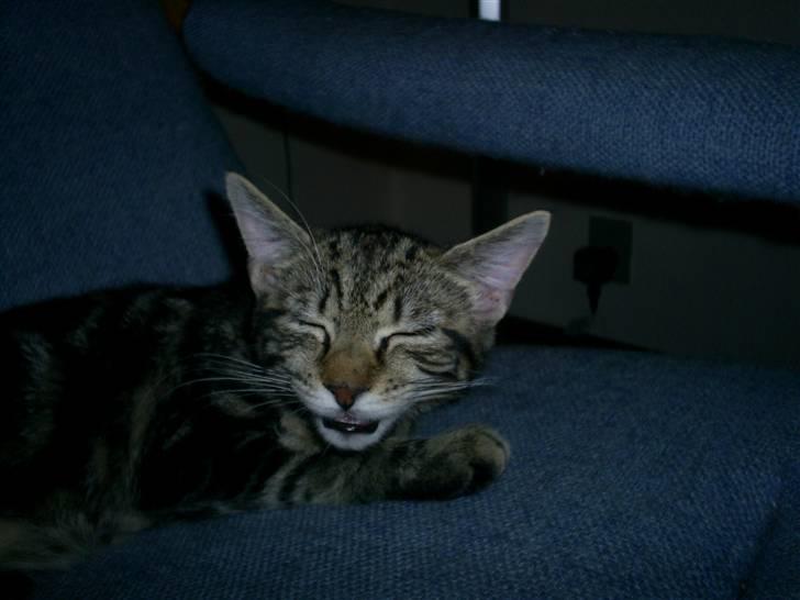 Blanding af racer Cindy[Solgt] billede 6